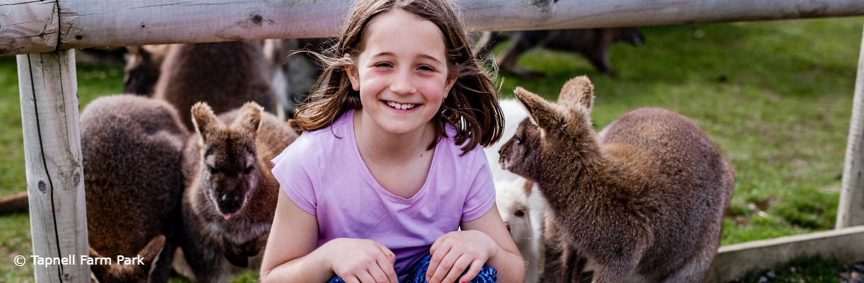 Wallabies at Tapnell Farm Park